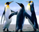 Dance of the Penguins